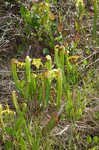 Hooded pitcherplant